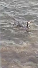 Livorno, il tuffo rinfrescante del cormorano