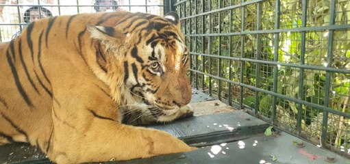 बेहोश कर घायल बाघ का विशेषज्ञ चिकित्सकों ने किया इलाज, अन्नामलै टाइगर रिजर्व में छोड़ा