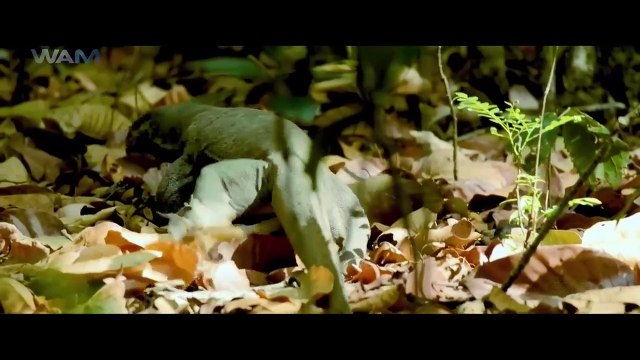 Maayon - New Released South Indian Hindi Dubbed Movie 2024