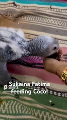 Sukaina Fatima's Special Bond with Coco! #parrotparenting #parrot #birdlover #birds #petparrot #cute