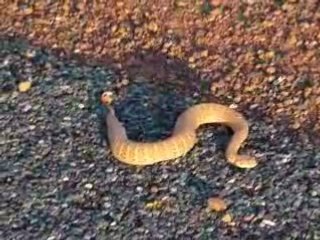 un des serpents le plus dangereux d'Australie