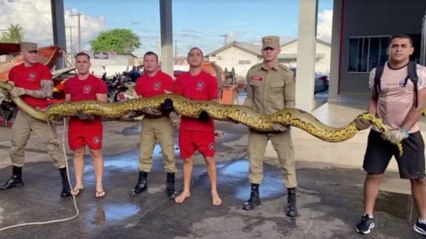 16 Feet Long Anaconda Rescued From Highway After Suffering Wounds
