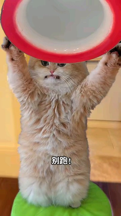 very funny video