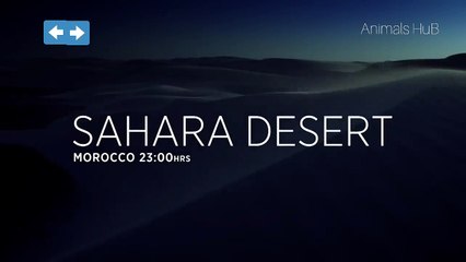 Desert amazing night view with animals