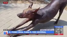 DIA DEL PERRO SIN PELO DEL PERU 2024