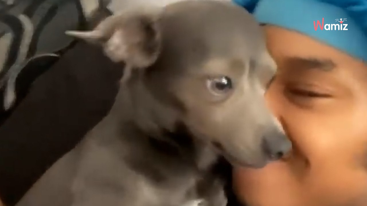 Junge küsst einen Welpen: Mit seiner Reaktion konnte er nicht rechnen (Video)