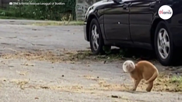 Frau sieht seltsame Katze neben dem Auto, nähert sich und traut ihren Augen nicht (Video)