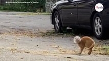 Frau sieht seltsame Katze neben dem Auto, nähert sich und traut ihren Augen nicht (Video)