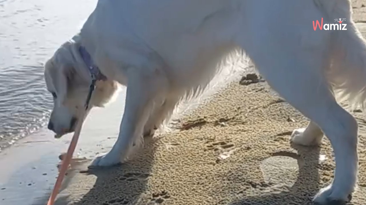 ️ Les propriétaires de toutous en ont assez et se mobilisent avec le mouvement « Plage pour tous » !