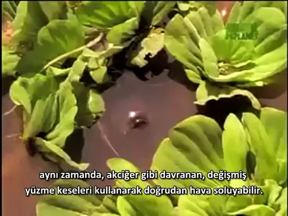 Evrime kanıt, Akciğer Balığı ilkel akciğerlere sahip bir balık türü