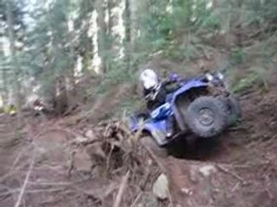 350 bruin en action