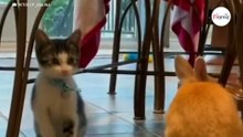 Kätzchen imitiert einen Hasen: 22 Millionen Menschen sind total verzaubert (Video)