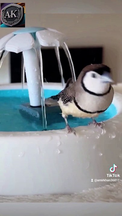 Funny babay kids cartoon video