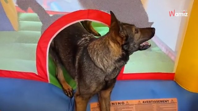 Video. Hanno un'idea geniale per far giocare i loro 3 cani: che ne sarà del salotto?