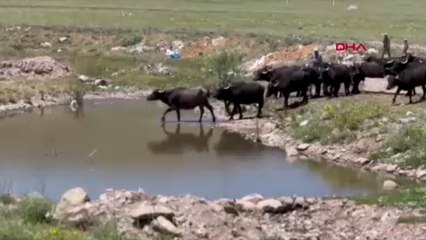 Mandalar çamurlu suda serinledi