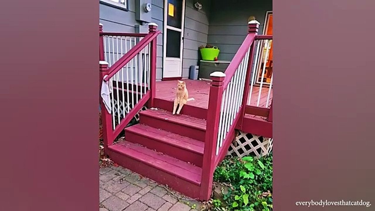 Laugh_all_day_with_these_funny_cat_videos!_Funny_Cats_2024(360p)