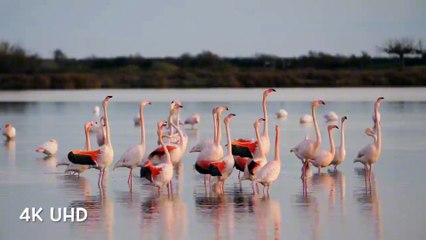 Enjoying the birds in the water