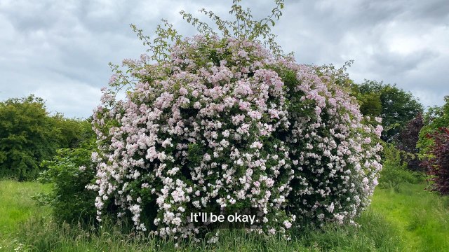 Northamptonshire open gardens