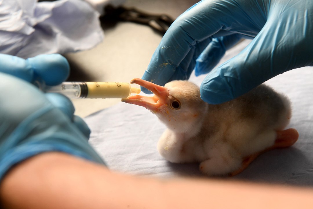 Watch: A day old flamingo being fed at Flamingo Land and a six week old hippo enjoying a paddle