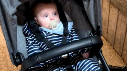 Baby FLABBERGASTED beyond belief upon seeing a goat for the first time in his wee life