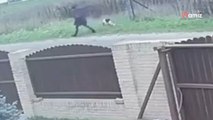 Mama, Papa, Tochter und Hund gehen spazieren: Auf dem Rückweg sind sie nur noch drei (Video)