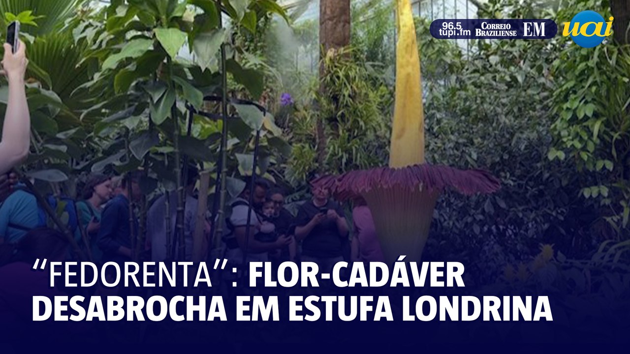 Flor-cadáver desabrocha em Londres
