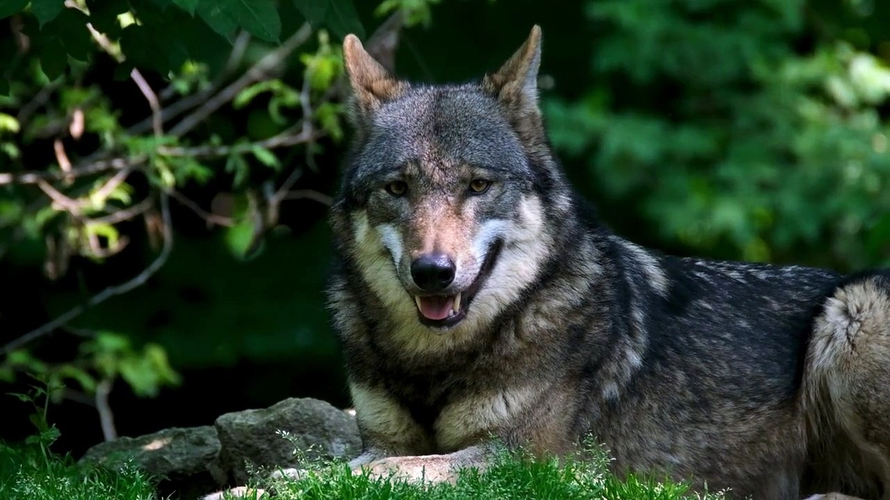 Hungary dog
