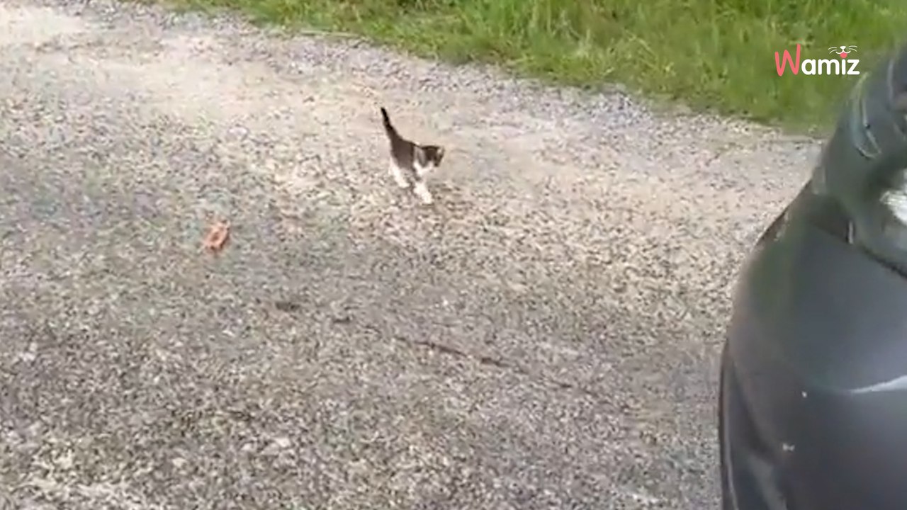 Mann schreckt vor einem Kätzchen zurück, als er sieht, was noch im Gras lauert