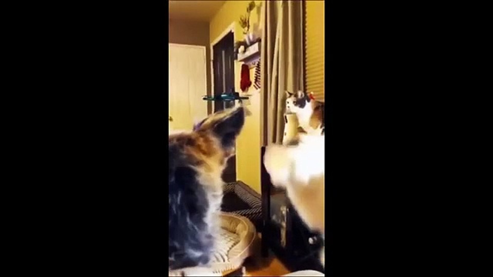 Funny animals Funny cats/ dogs Funny animal videos