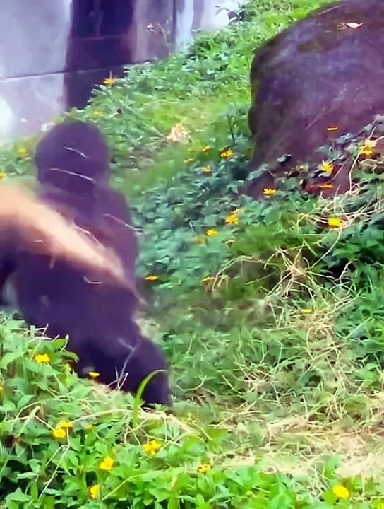 Monkey  funney vide