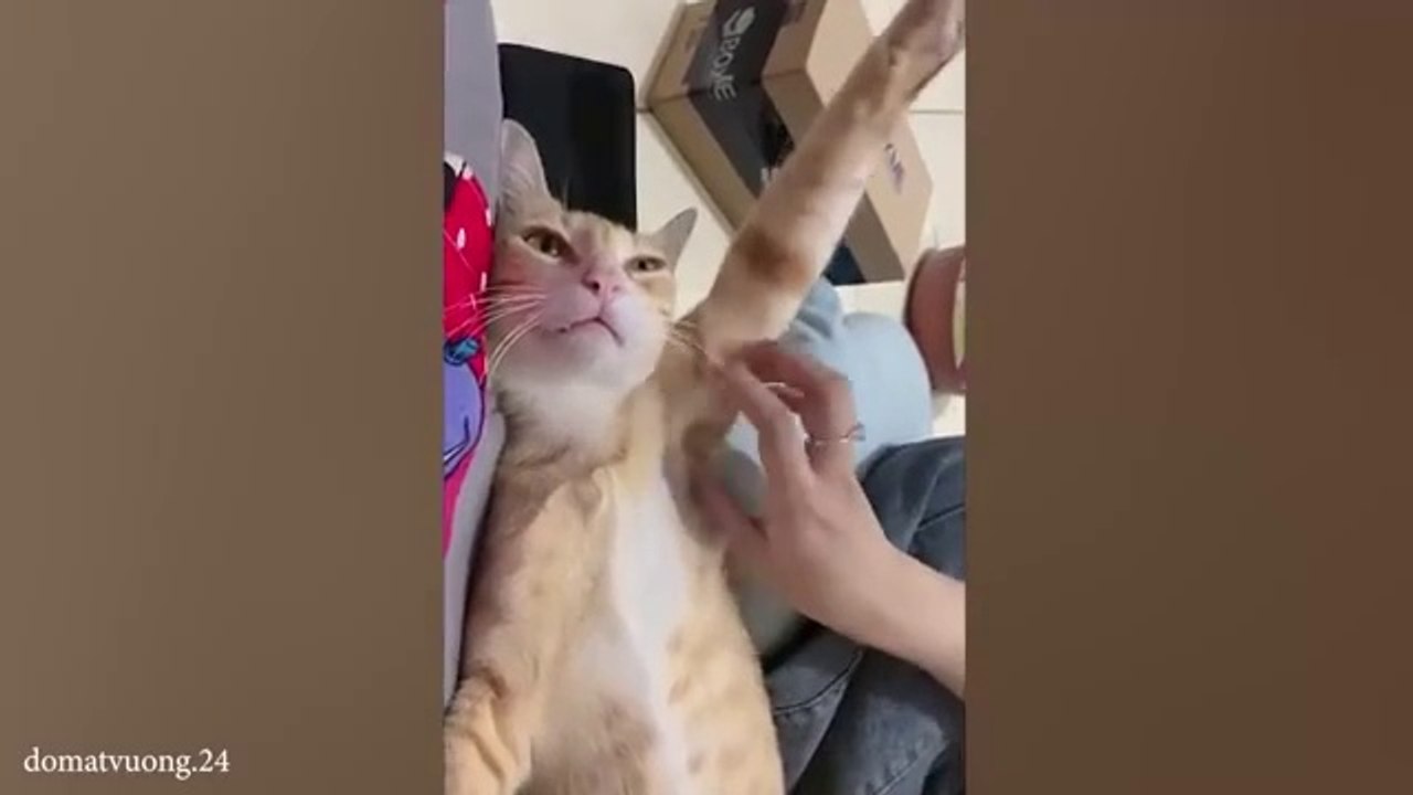 Funny_Cat_Videos_of_2024__Get_Ready_for_Uncontrollable_Laughter!(360p)