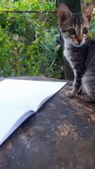 Are the little babies haunted? 