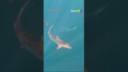 Mergulhadores nadam acompanhados de cerca de 100 tubarões no litoral de SP #shorts