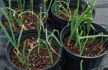 Plants are able to problem-solve