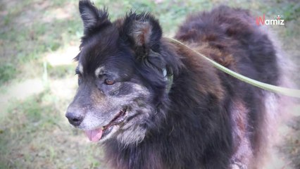 Vaucluse : après 5 ans de refuge, cette chienne peut-elle encore espérer connaître une autre vie ?