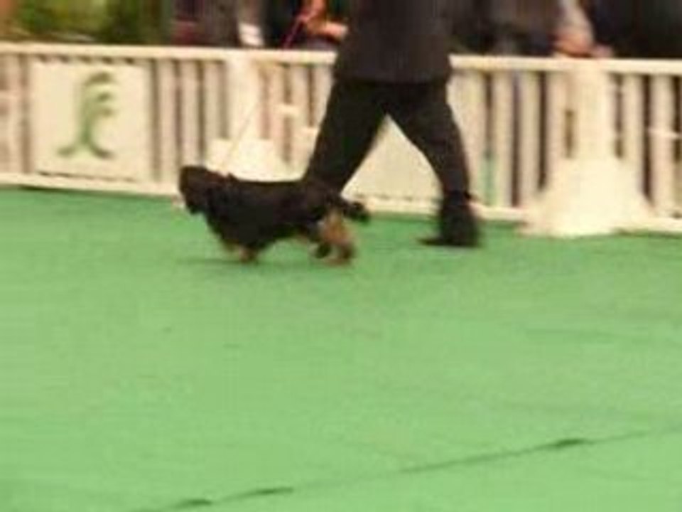 Bleu Nuit De La Rivieroise ( King Charles Spaniel )