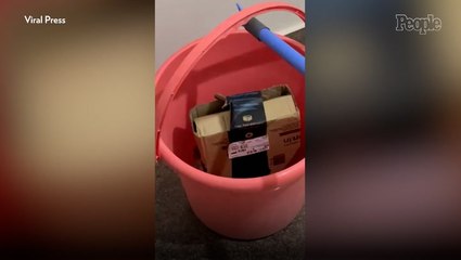 Couple Says Their Amazon Delivery Came with a 'Live Snake in Package,' Shares Video of Reptile in Box