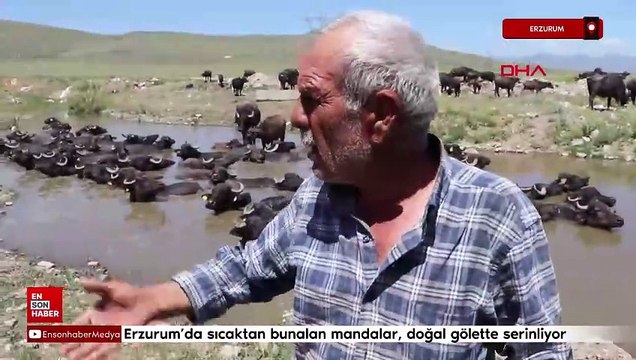 Erzurum'da mandalar, doğal gölette serinliyor