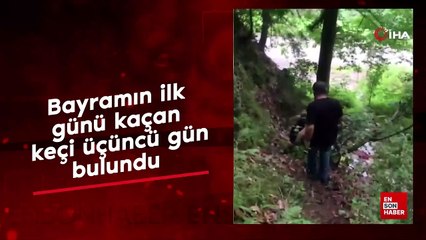 Bayramın ilk günü kaçan keçi üçüncü gün bulundu