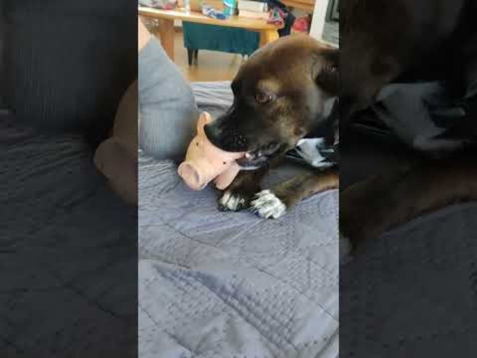 Dog Plays With Chew Toy
