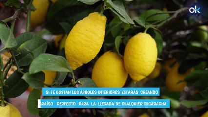 Esta planta va a llenar tu casa de cucarachas: deja de comprarla