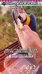 short story about  parrots