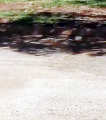 A lizard running at full speed