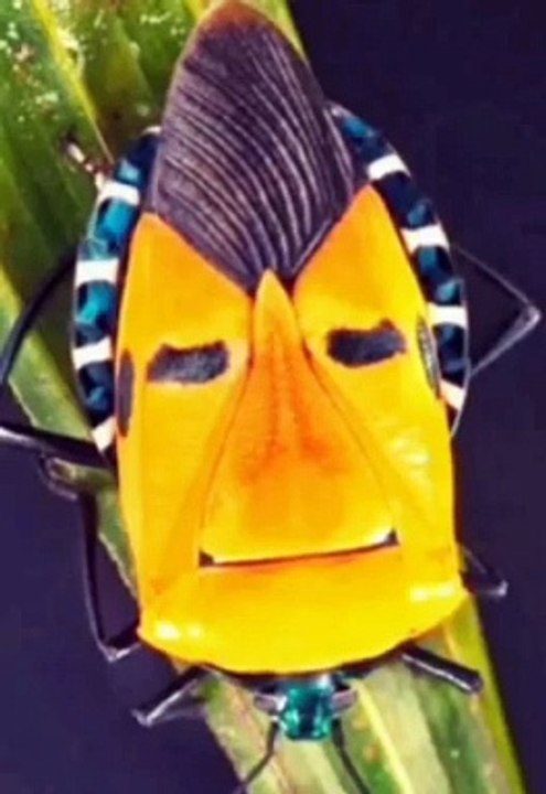 A rare insect with a human face