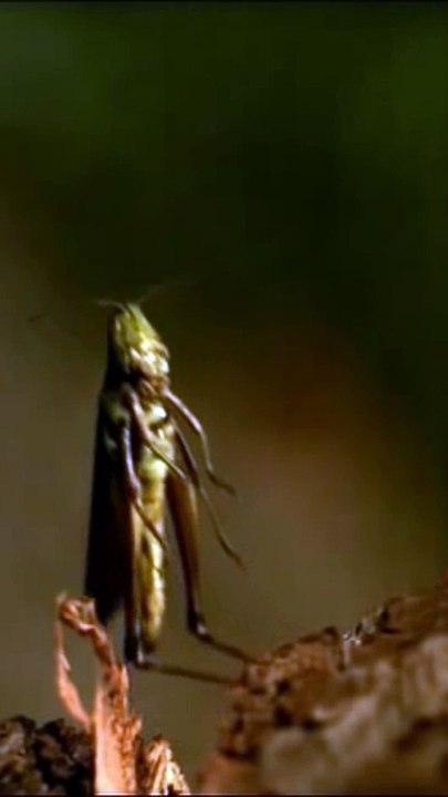 A grasshopper jumps / in slow motion