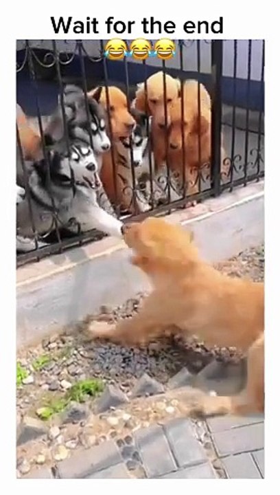 kids funny videos