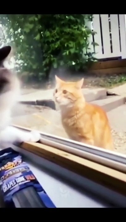 Funny videos