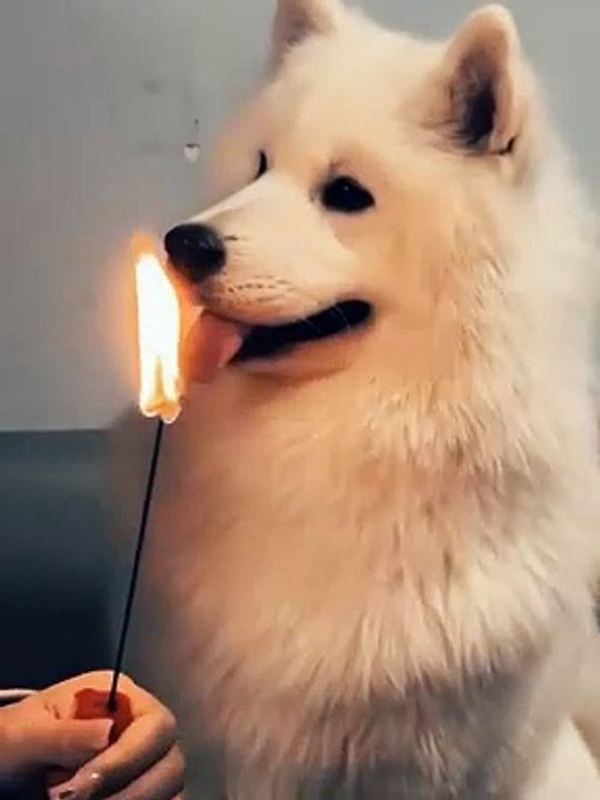 Funny animal 
