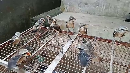 Beberapa anakan burung cendet