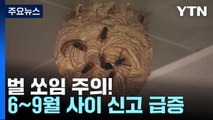 벌 쏘임 주의!...6∼9월 사이 신고 급증 / YTN
